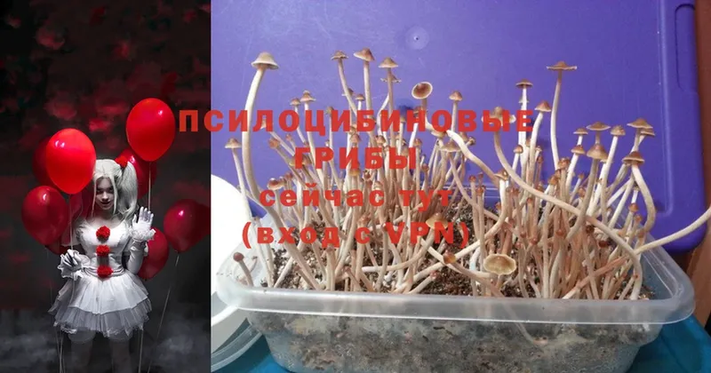 это клад  Ивангород  Псилоцибиновые грибы Magic Shrooms 